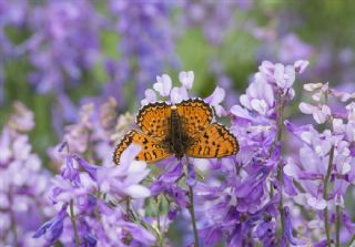 Trkistan parhan (Melitaea arduinna)