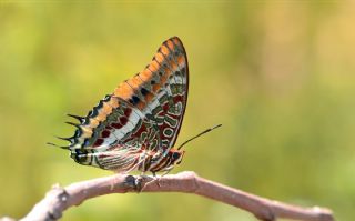 ift Kuyruklu Paa (Charaxes jasius )