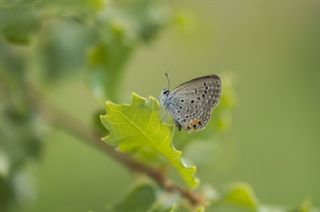 Mcevher Kelebei (Chilades trochylus)