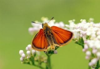 Siyah Antenli Zpzp (Thymelicus lineolus)
