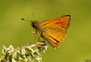 Orman Zpzp (Ochlodes sylvanus)