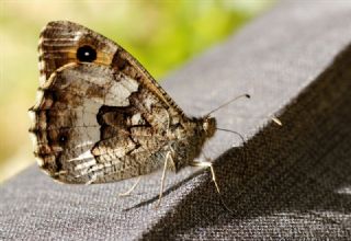 Anadolu Melikesi (Melanargia larissa)