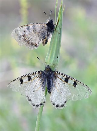 Yalanc Apollo (Archon apollinus)