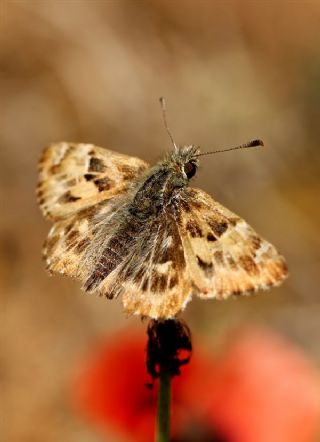 Hatmi Zpzp (Carcharodus alceae)