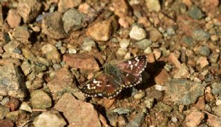 Kzl Zpzp (Spialia orbifer)