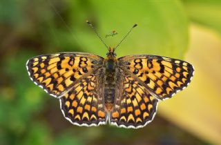 Cezayirli parhan (Melitaea ornata)