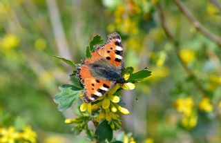 Aglais (Aglais urticae)