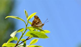 Anadolu ehzadesi (Thaleropis ionia)