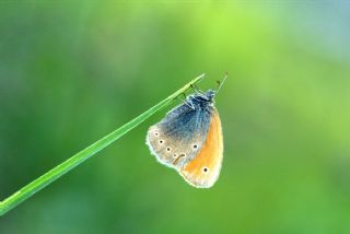 Kafkasya Zpzp Perisi (Coenonympha symphita)