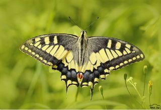 Krlangkuyruk (Papilio machaon)