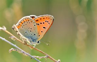 Kk Ate Gzeli (Lycaena thersamon)