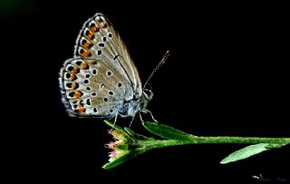 Doulu Esmergz (Plebejus carmon)