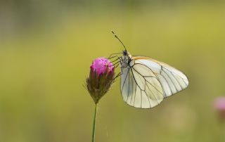 Al Beyaz (Aporia crataegi)