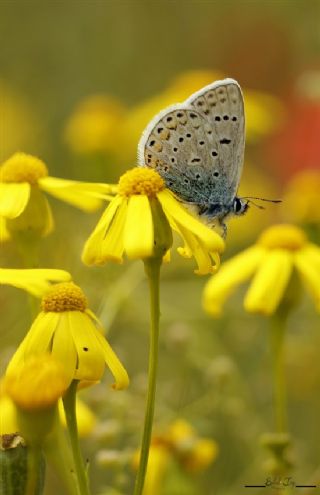 okgzl Meneke Mavisi (Polyommatus thersites)