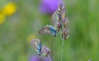 okgzl Geranium Mavisi (Aricia eumedon)