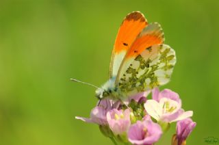 Turuncu Ssl (Anthocharis cardamines)