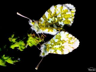 Turuncu Ssl (Anthocharis cardamines)