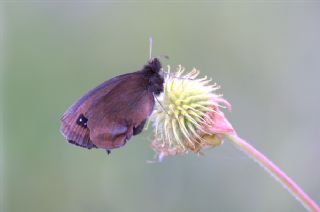 Kara Hayalet (Minois dryas)