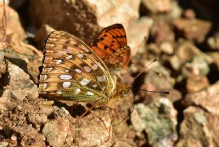 Gzel nci (Argynnis aglaja)
