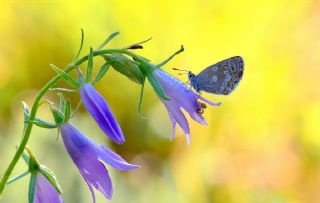 okgzl Anadolu Mavisi (Aricia crassipunctus)