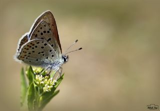 sli Bakr Gzeli (Lycaena tityrus)