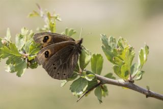 Uygur Gzelesmeri (Proterebia afra)