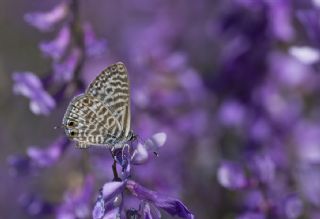 Mavi Zebra (Leptotes pirithous)