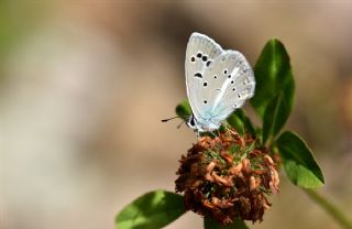 okgzl Selam Mavisi (Polyommatus merhaba)