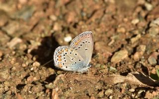 Anadolu Esmergz (Plebejus modicus)