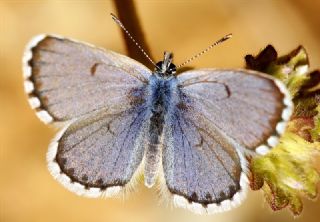 Himalaya Mavisi (Pseudophilotes vicrama)