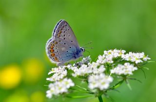 okgzl Mavi (Polyommatus icarus)