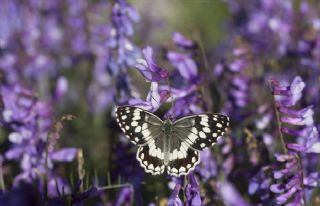 Anadolu Melikesi (Melanargia larissa)