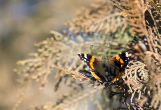 Atalanta (Vanessa atalanta)