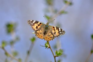 Diken Kelebei (Vanessa cardui)