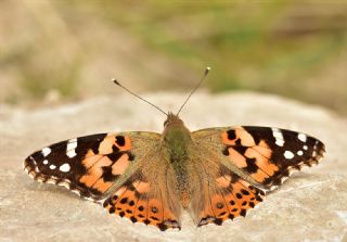 Diken Kelebei (Vanessa cardui)