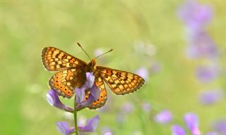 Nazuum (Euphydryas aurinia)