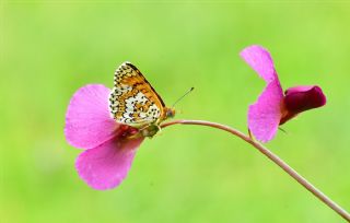 parhan (Melitaea cinxia)