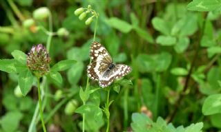 Anadolu Melikesi (Melanargia larissa)