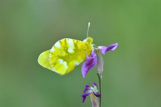 Turuncu Ssl (Anthocharis cardamines)