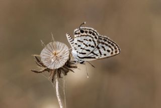 Balkan Kaplan (Tarucus balkanicus)