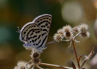 Balkan Kaplan�&nbsp;(Tarucus&nbsp;balkanicus)