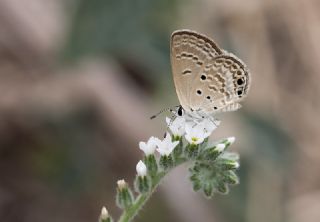 Akdeniz M�cevher Kelebe�i&nbsp;(Chilades&nbsp;galba)