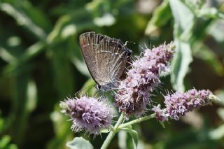 �ranl� Sevbeni&nbsp;(Satyrium&nbsp;marcidum)
