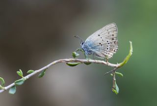 K���k Benekli Sevbeni&nbsp;(Satyrium&nbsp;ledereri )
