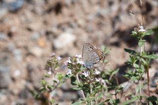 Kk Benekli Sevbeni (Satyrium ledereri )