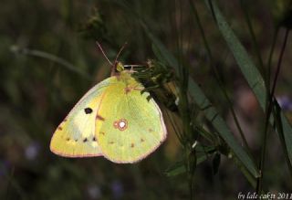 Sar� Azamet&nbsp;(Colias&nbsp;croceus)