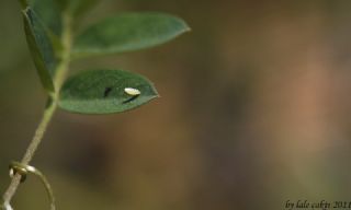 Sar� Azamet&nbsp;(Colias&nbsp;croceus)