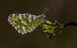 Da� Oykl�s��&nbsp;(Euchloe&nbsp;ausonia)