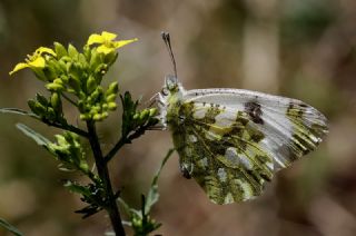 Da� Oykl�s��&nbsp;(Euchloe&nbsp;ausonia)