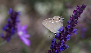 Gzel Sevbeni (Satyrium spini)